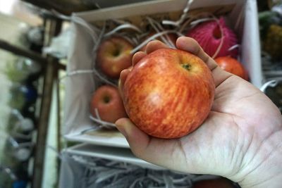 Close-up of person holding apple