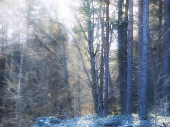 Full frame shot of trees in forest