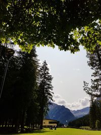 Trees on landscape against sky