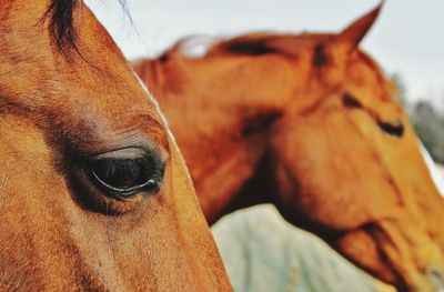 Close-up of horse outdoors