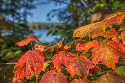 Close-up of autumnal leaves