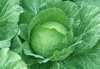 Full frame shot of green leaves