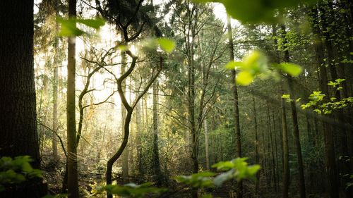 Sunlight streaming through trees in forest