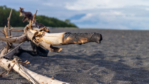 Close-up of driftwood on beach