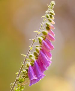 Close-up of purple flowering plant