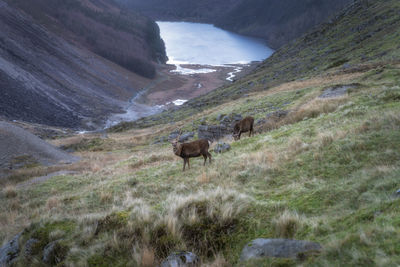 Horse grazing on field