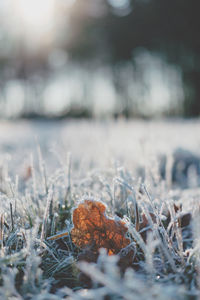 Close-up of snow on field