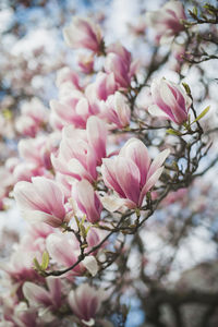 Close-up of pink cherry blossoms in spring