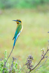 Bird perching on a branch