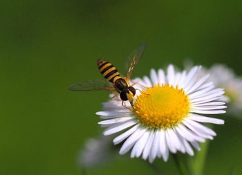 High angle view of bee pollinating on white flower