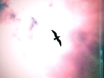 Low angle view of bird flying in sky