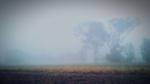 Scenic view of grassy field in foggy weather
