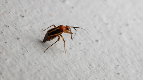 High angle view of insect