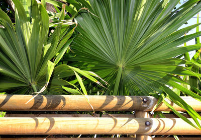 Close-up of palm tree