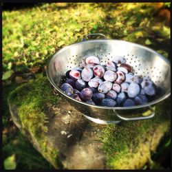 Close-up of fruits in bowl