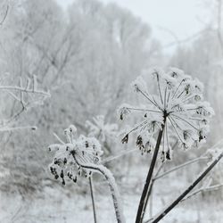 Close-up of frozen plant