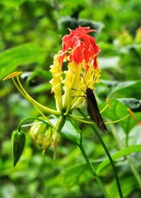 Close-up of insect on red flower