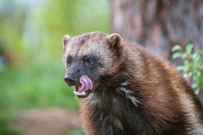 Close-up of an animal