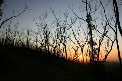 Bare trees on landscape at sunset