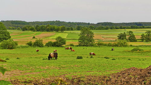 View of sheep on grassy field against sky