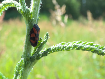 Close-up of ladybug on plant
