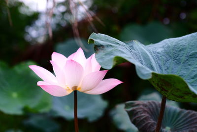 Close-up of lotus water lily