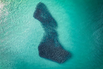 Shoe shaped bait ball