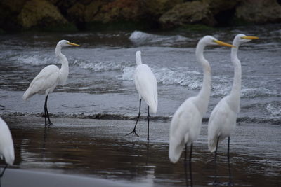 View of birds in lake