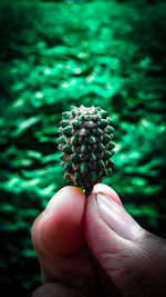 Close-up of hand holding leaf
