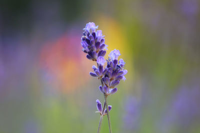 Close-up of purple flowering plant