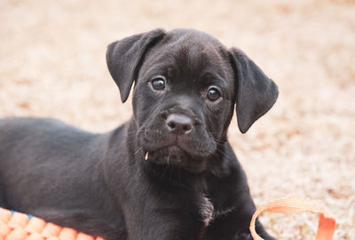 Close-up portrait of black dog