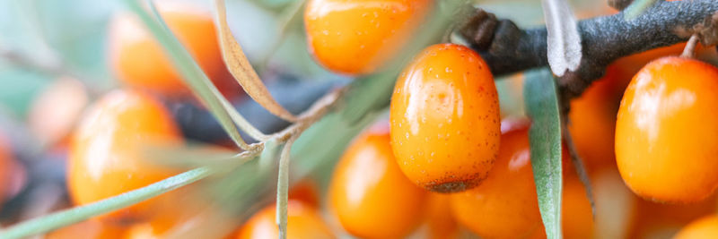 Close-up of orange flower