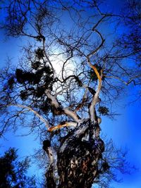 Low angle view of bare trees against sky