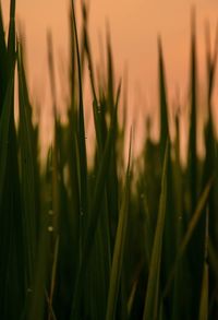 Close-up of crops growing on field against sky