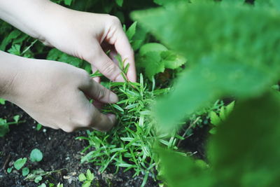 Cropped hand of woman harvesting herbs at farm