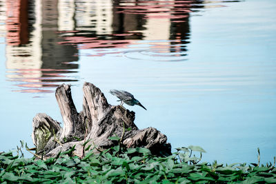 Close-up of duck swimming in lake