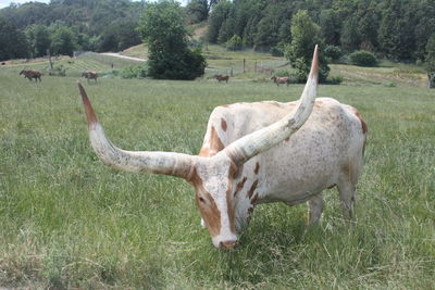 Horse on field