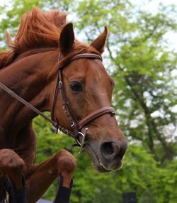 Horse in ranch