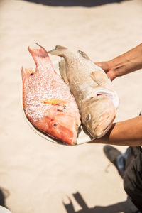Low section of man holding raw fish in plate at beach