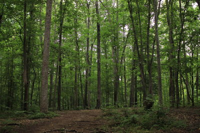 Scenic view of trees in forest