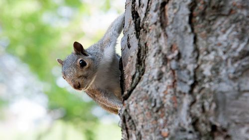 Close-up of squirrel on tree trunk against sky