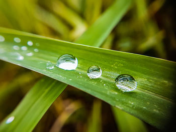 Close-up of water drops on green leaves