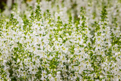 Close-up of white flowering plants on field