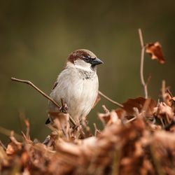 Close-up of sparrow perching on dry twig
