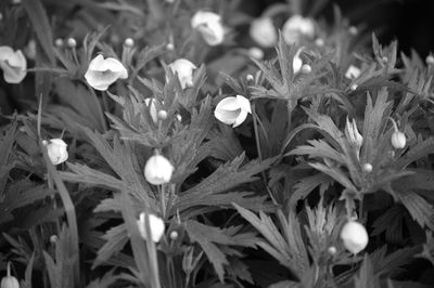 Close-up of flowers