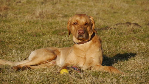 Portrait of dog sitting on grassy field