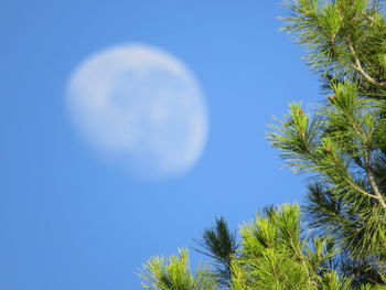 Low angle view of trees against blue sky