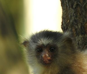 Close-up of monkey