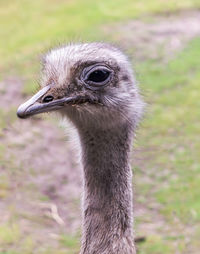 Close-up portrait of a bird