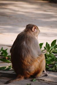  monkey sitting on road...